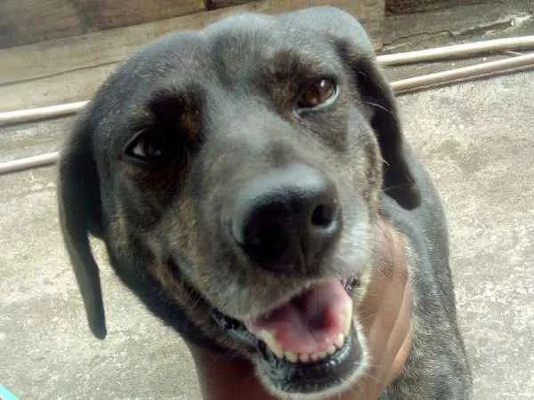 Cachorro ra a Vira-lat idade 5 anos nome Pandora