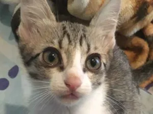 Gato raça  idade Abaixo de 2 meses nome Sara
