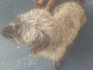 Cachorro raça  idade 6 ou mais anos nome tisil