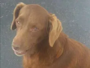 Cachorro raça Labrador idade 3 anos nome tequila