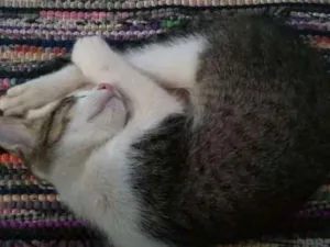 Gato raça  idade 2 a 6 meses nome Sem Nome