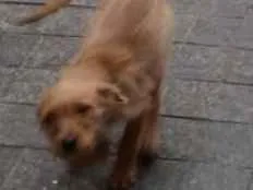 Cachorro raça Lavrador e outra sem raca defe idade 2 anos nome Dolly e Cacau