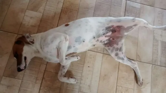 Cachorro ra a SRD idade 1 ano nome Amora