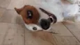 Amora
