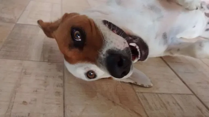 Cachorro ra a SRD idade 1 ano nome Amora