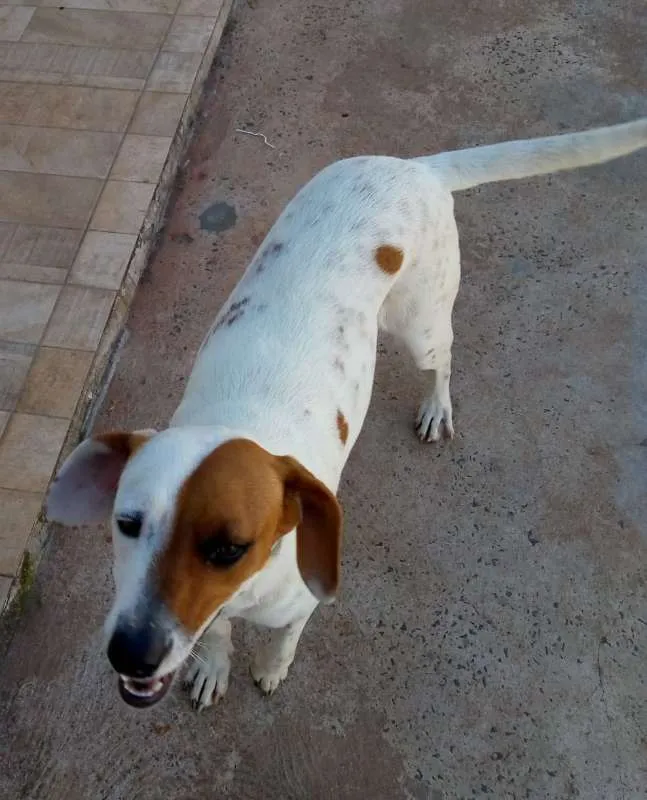 Cachorro ra a SRD idade 1 ano nome Amora