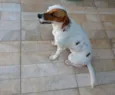 Amora