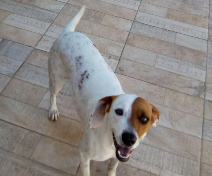 Cachorro ra a SRD idade 1 ano nome Amora
