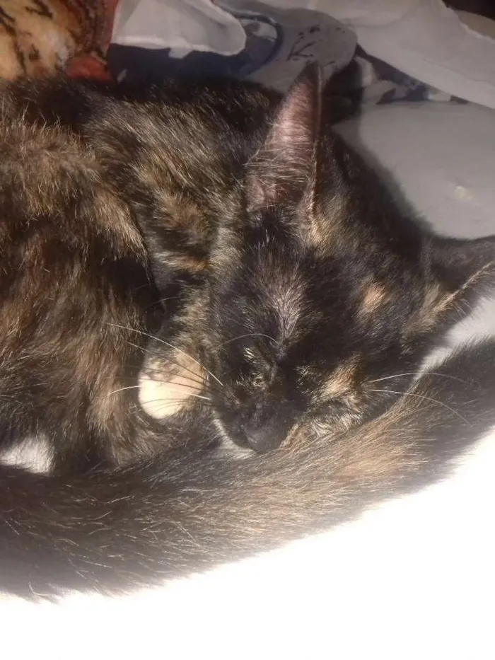 Gato raça Indefinida idade Abaixo de 2 meses nome Sem nome