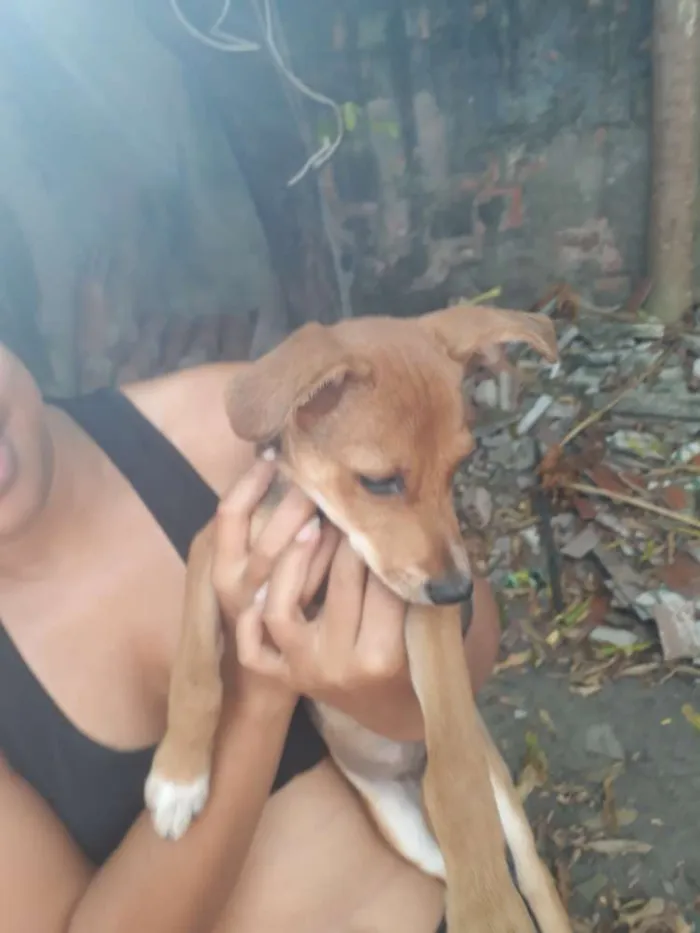 Cachorro ra a Sem raça definida idade 2 a 6 meses nome Nona