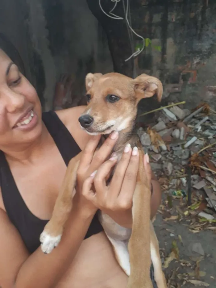 Cachorro ra a Sem raça definida idade 2 a 6 meses nome Nona