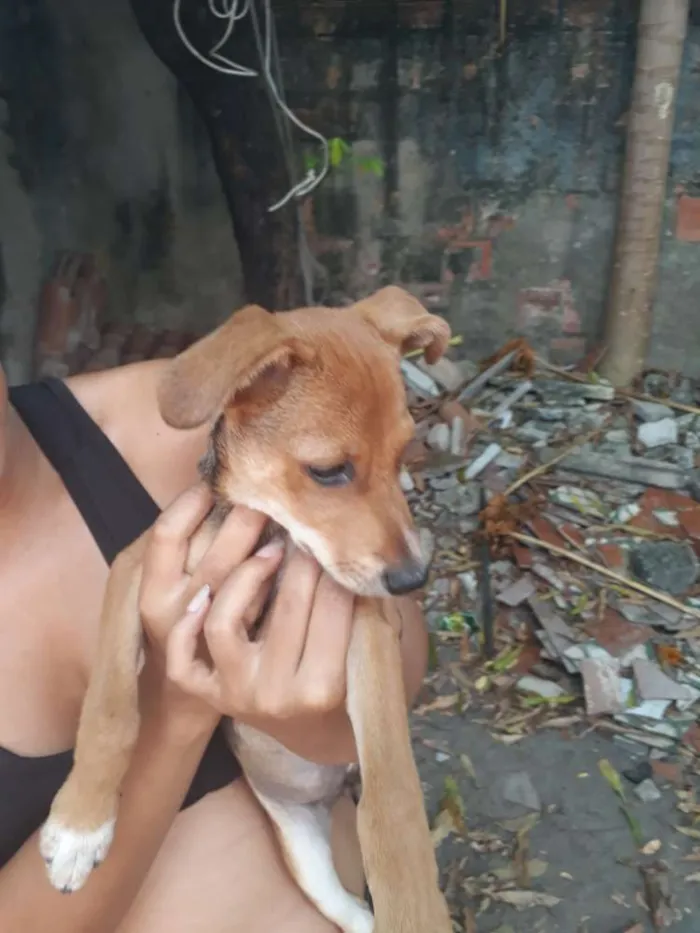 Cachorro ra a Sem raça definida idade 2 a 6 meses nome Nona