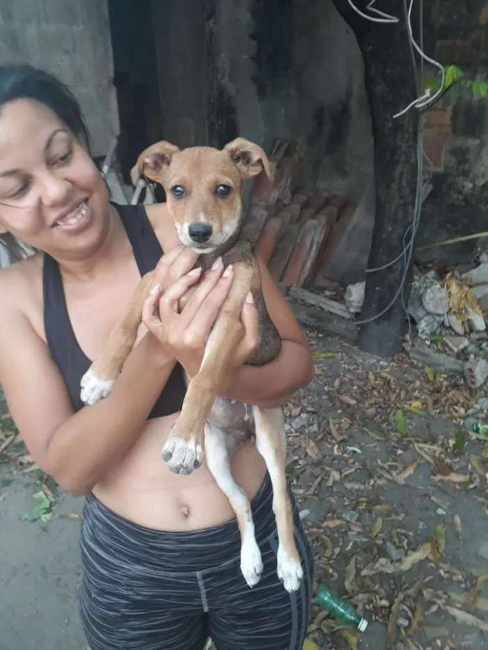 Cachorro ra a Sem raça definida idade 2 a 6 meses nome Nona