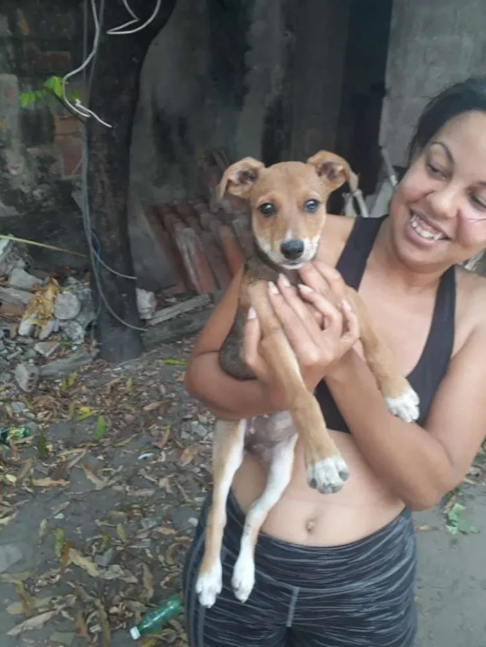 Cachorro ra a Sem raça definida idade 2 a 6 meses nome Nona