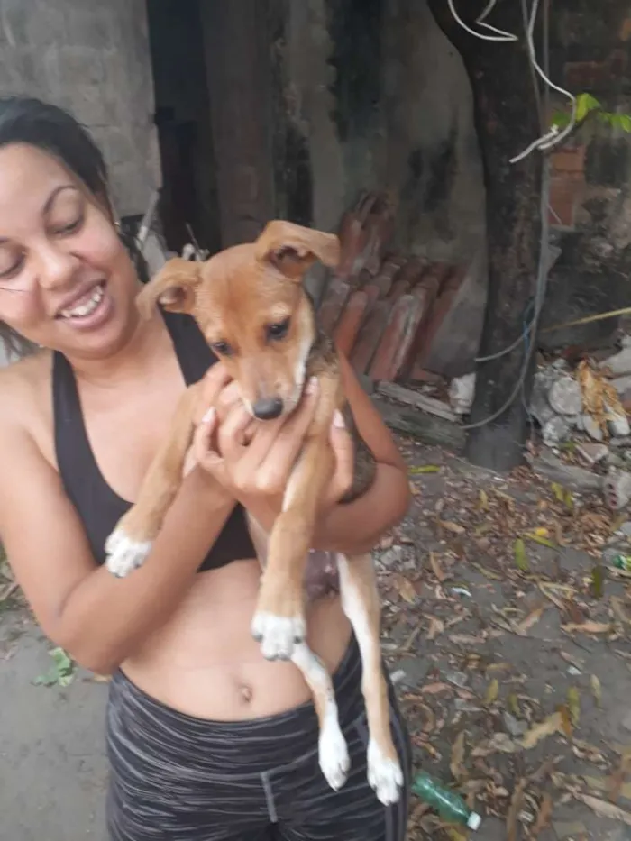 Cachorro ra a Sem raça definida idade 2 a 6 meses nome Nona