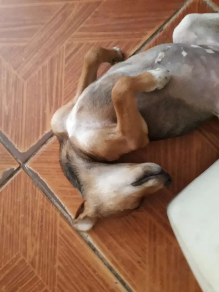 Cachorro ra a Sem raça definida idade 2 a 6 meses nome Nona