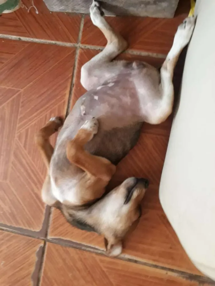 Cachorro ra a Sem raça definida idade 2 a 6 meses nome Nona