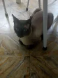 Soneca