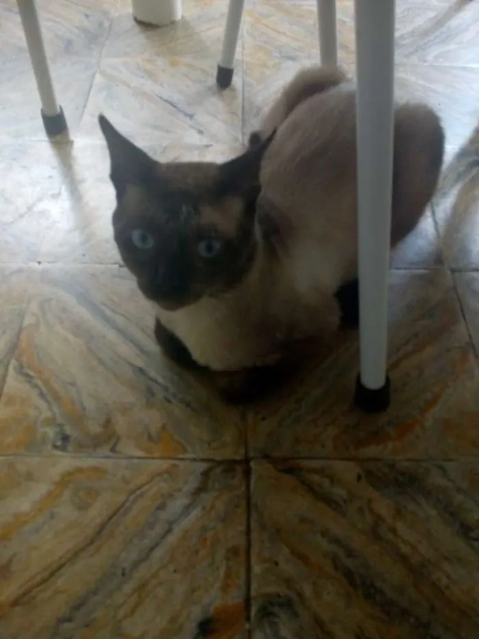 Gato ra a Siamês idade 1 ano nome Soneca
