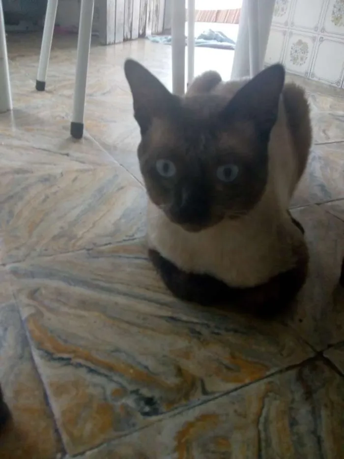 Gato ra a Siamês idade 1 ano nome Soneca