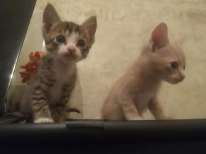 Gato ra a Não tem idade Abaixo de 2 meses nome Não tem
