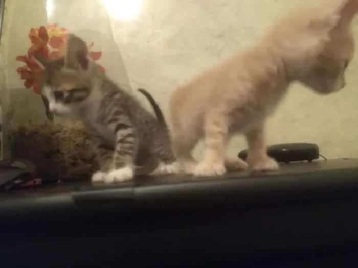 Gato ra a Não tem idade Abaixo de 2 meses nome Não tem