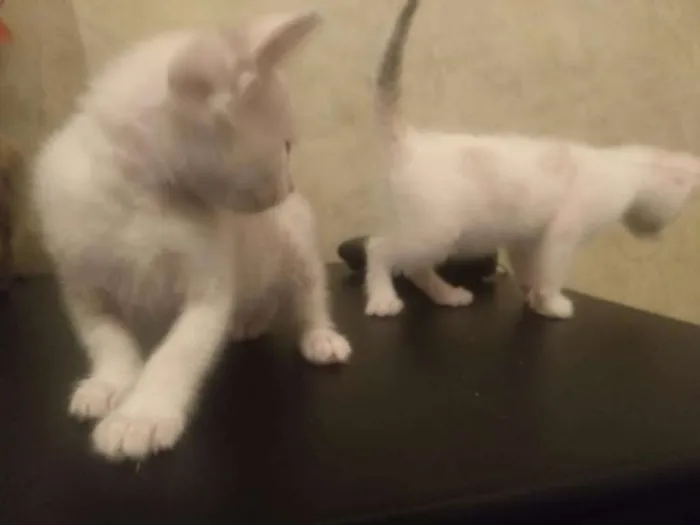 Gato ra a Não tem idade Abaixo de 2 meses nome Não tem