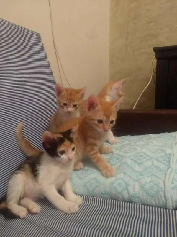 Gato ra a Não tem idade Abaixo de 2 meses nome Não tem