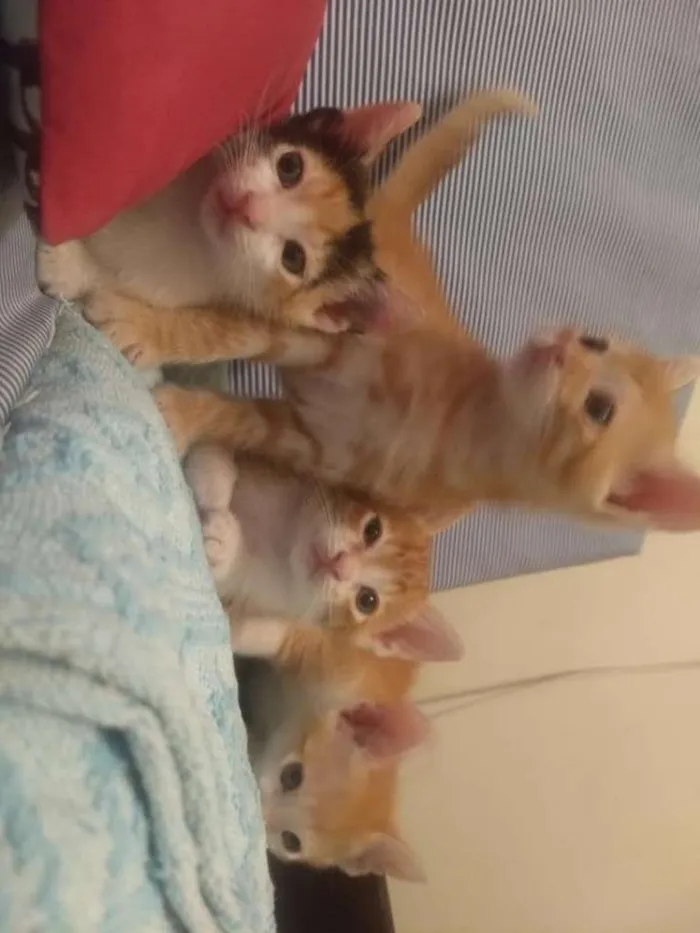 Gato ra a Não tem idade Abaixo de 2 meses nome Não tem