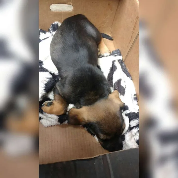Cachorro ra a Vira lata com Pitbull idade 2 a 6 meses nome Não tem nome
