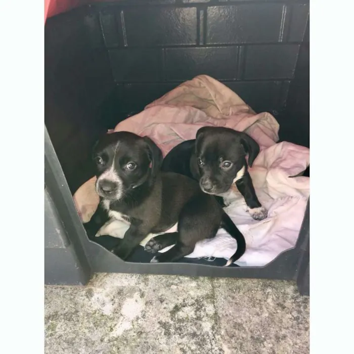 Cachorro ra a Vira lata com Pitbull idade 2 a 6 meses nome Não tem nome