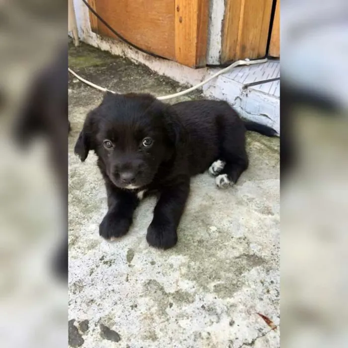Cachorro ra a Vira lata com Pitbull idade 2 a 6 meses nome Não tem nome