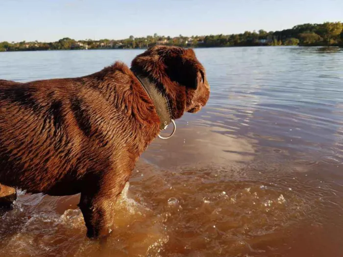 Cachorro ra a Labrador  idade 3 anos nome Digow 