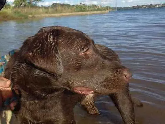Cachorro ra a Labrador  idade 3 anos nome Digow 
