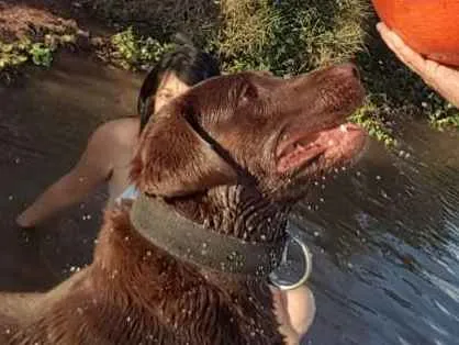 Cachorro ra a Labrador  idade 3 anos nome Digow 