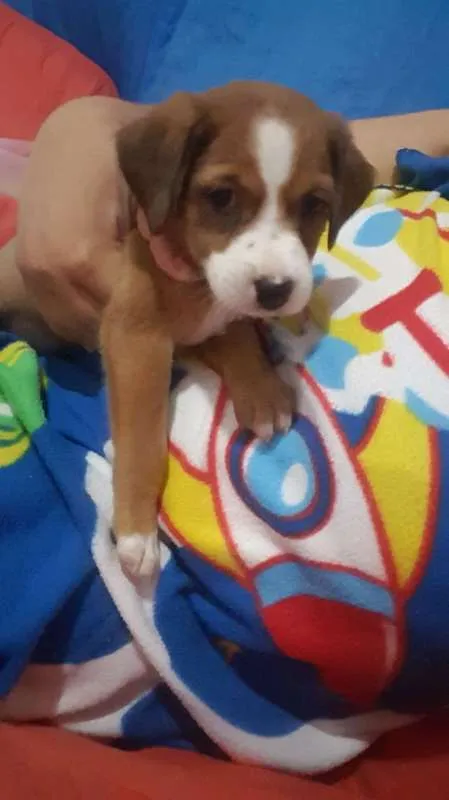 Cachorro ra a Sem raça definida idade 2 a 6 meses nome Megy