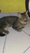 Juni