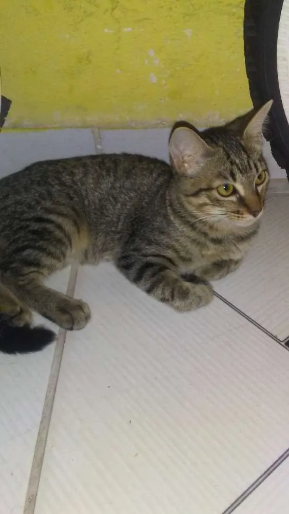 Cachorro ra a Vira lata idade 2 a 6 meses nome Juni