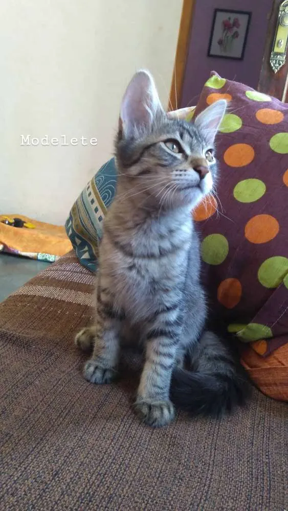 Gato ra a Vira lata  idade 2 a 6 meses nome Guto
