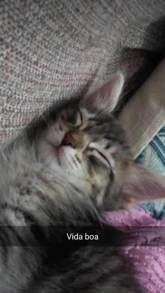 Gato ra a Vira lata  idade 2 a 6 meses nome Guto
