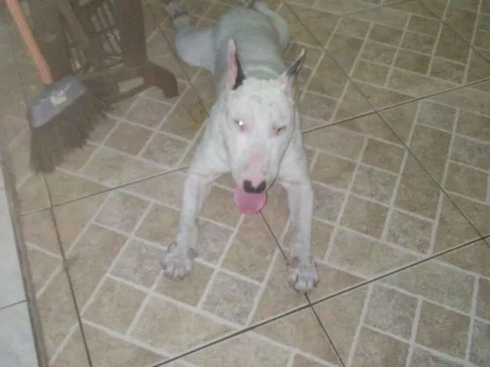 Cachorro ra a Bull terrier idade 6 ou mais anos nome Jack