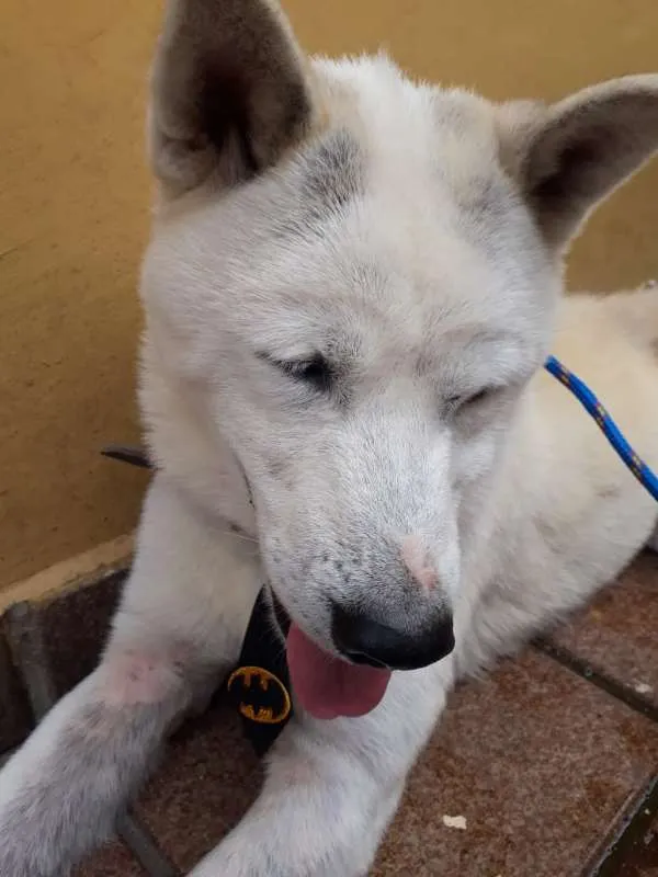 Cachorro ra a  idade 3 anos nome Não tem