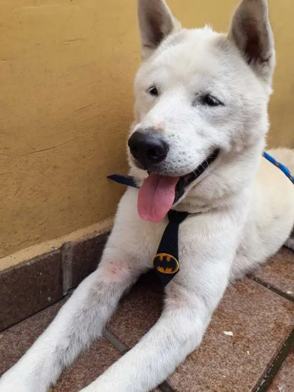 Cachorro ra a  idade 3 anos nome Não tem