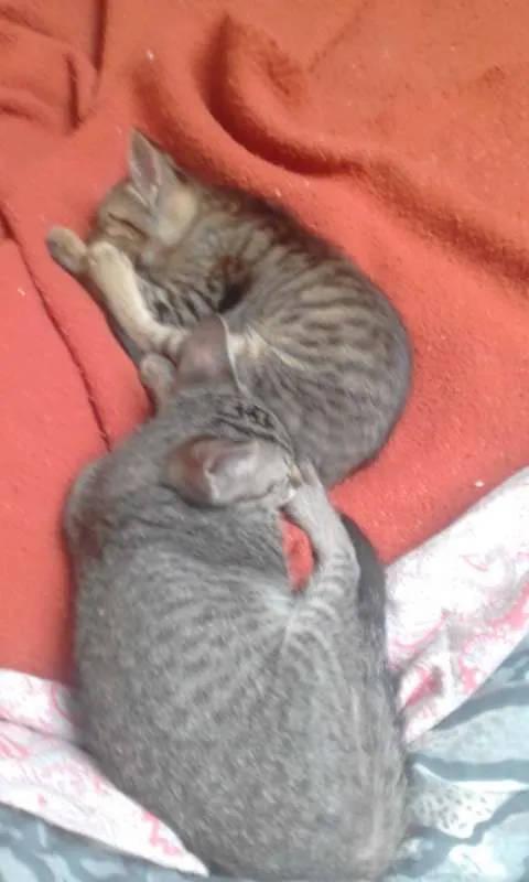 Gato ra a vira lata idade 2 a 6 meses nome bixano