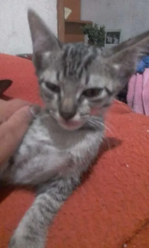Gato ra a vira lata idade 2 a 6 meses nome bixano