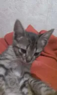 bixano