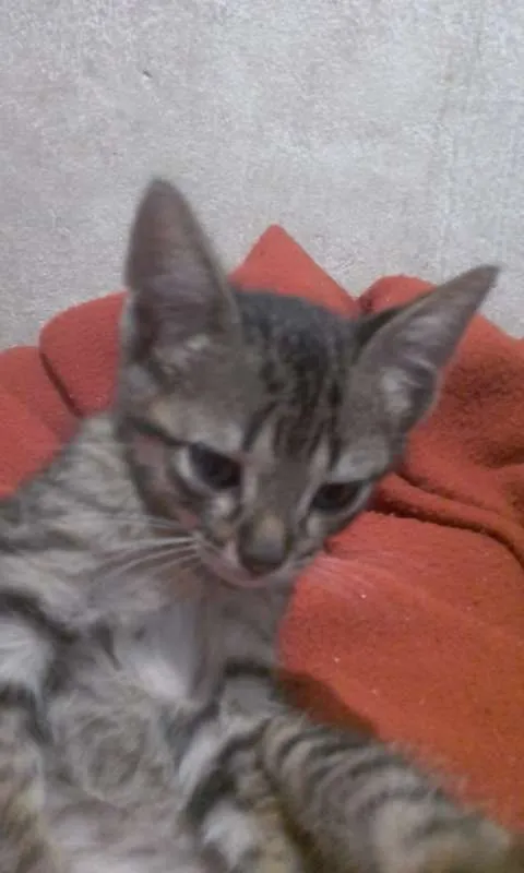 Gato ra a vira lata idade 2 a 6 meses nome bixano