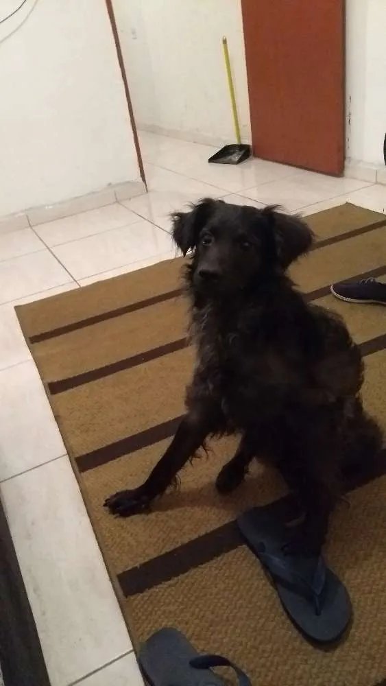 Cachorro ra a Sem Raça Definida idade 2 anos nome Apolo