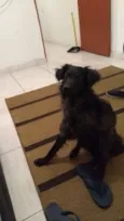 Apolo