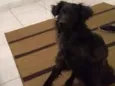 Apolo